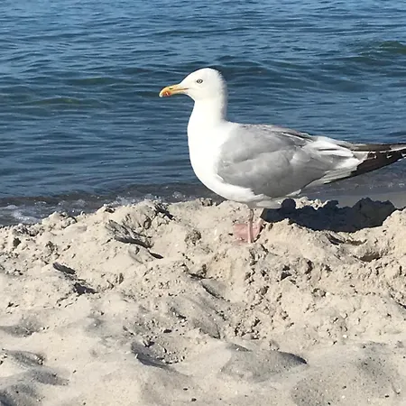 Appartement Sommerwiese *